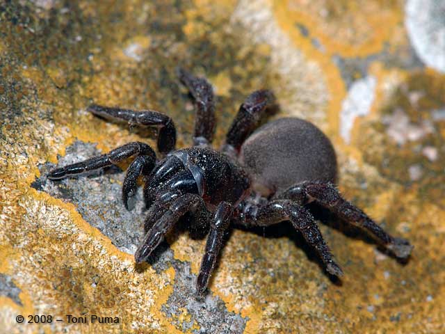 Grosso ragno da identificare (Amblyocarenum sp.)